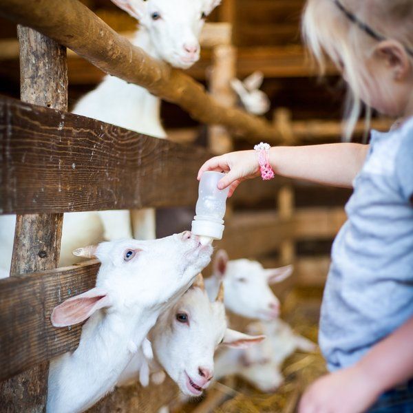 activiteitenoud _ — _activiteiten _ — Boerderij 't Geertje