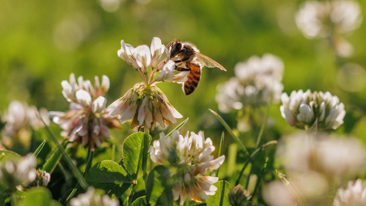 Abeille posé sur une fleur insectes utiles cultures