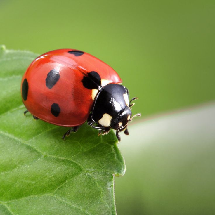 Image Coccinelle insectes utiles cultures
