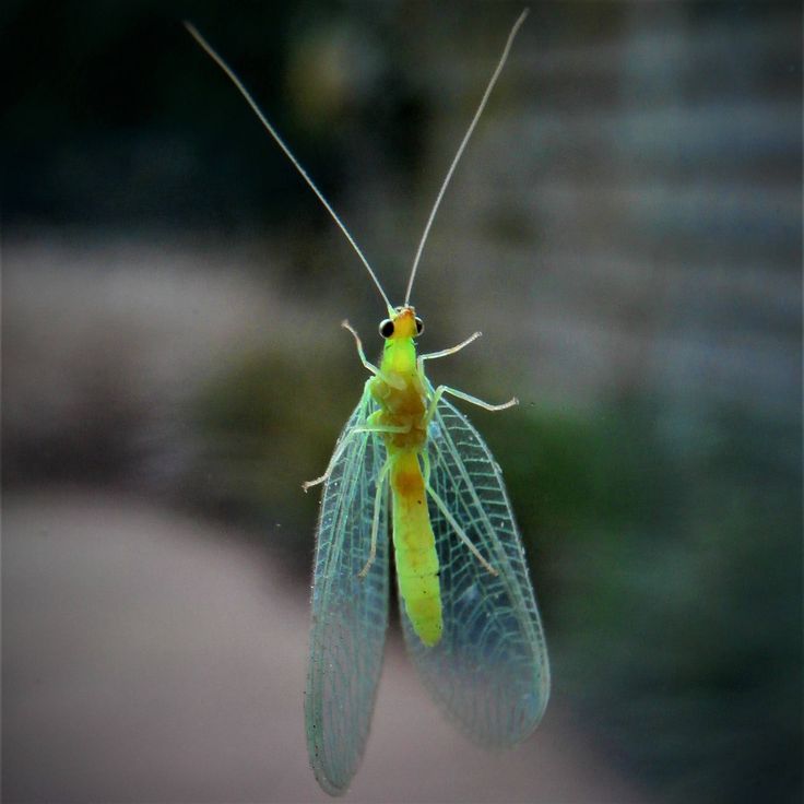 Image d'une chrysope insectes utiles cultures
