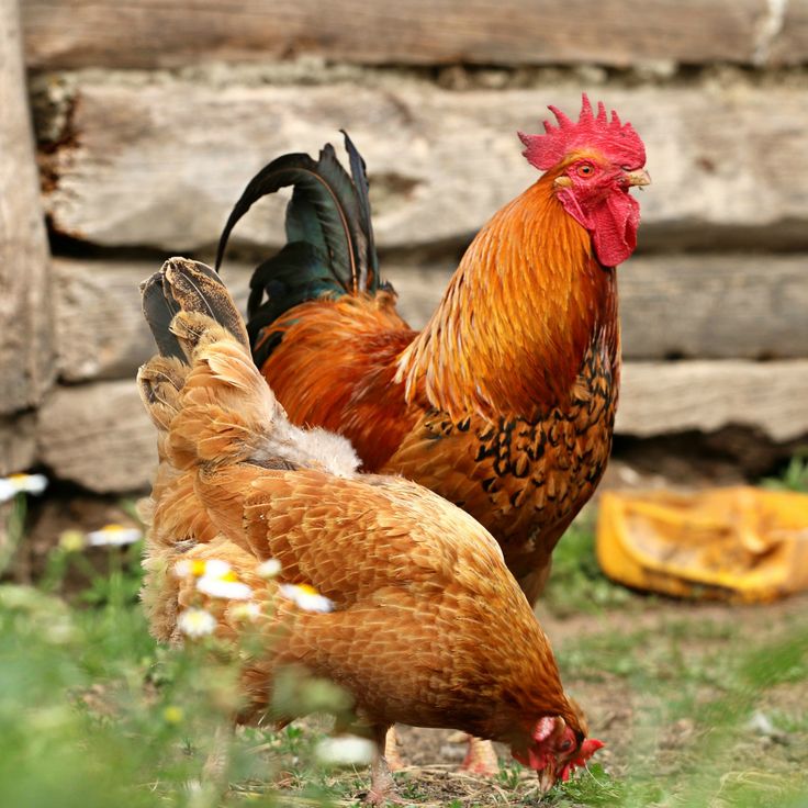 2 poules dans un jardin Œufs frais à la ferme Chapeau de Paille