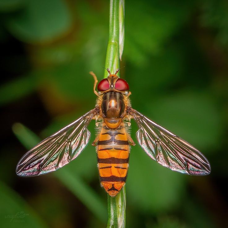 syrphe sur une branche insectes utiles cultures