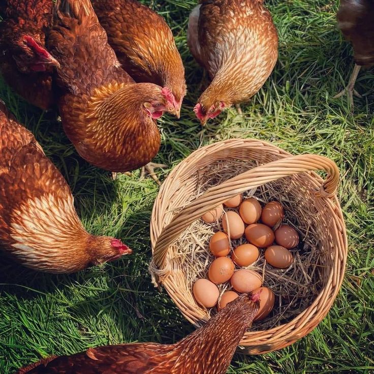 des poules autour d'un panier plein doeufs Œufs frais à la ferme Chapeau de Paille