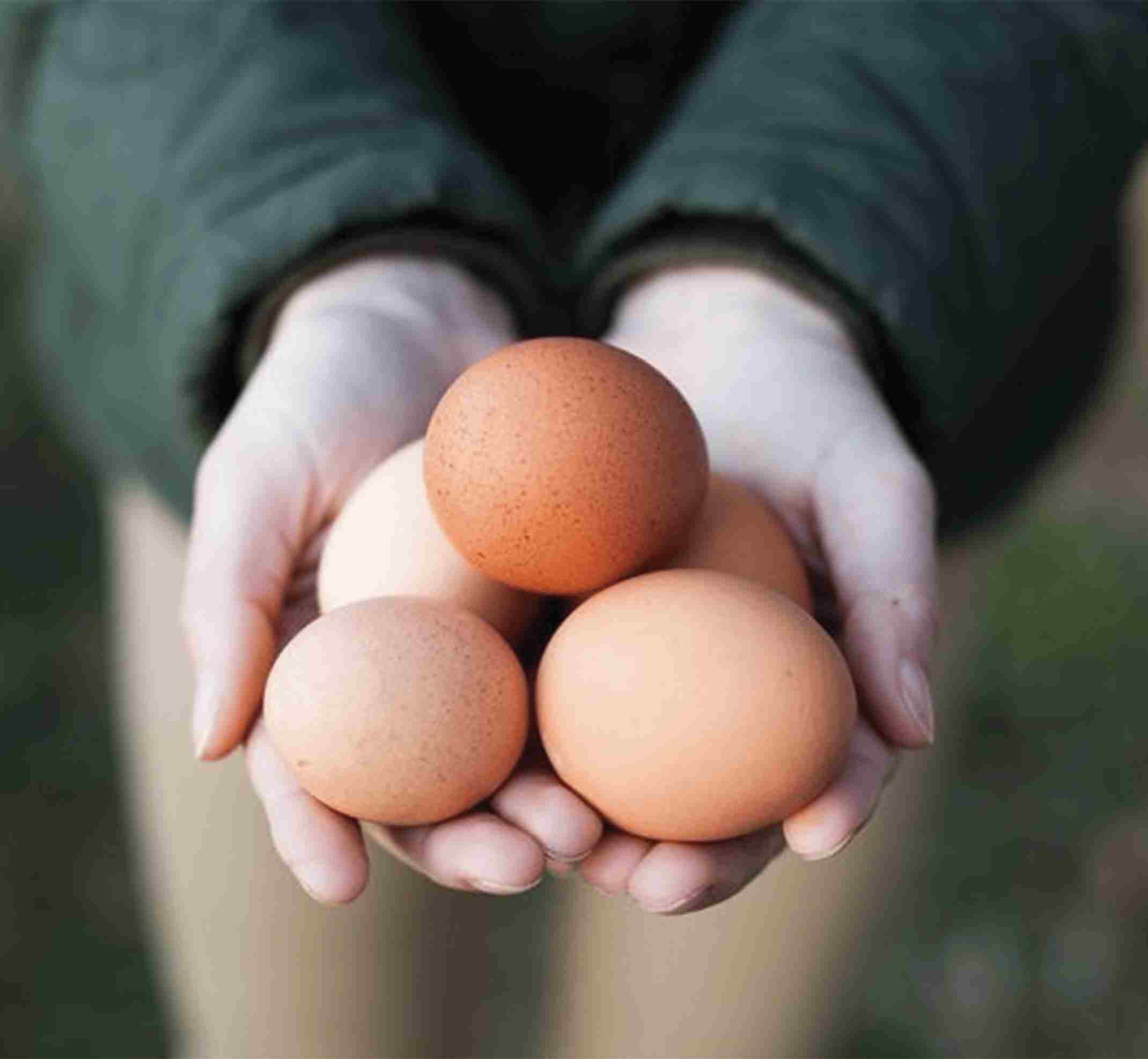 Oeufs dans des mains Œufs frais à la ferme Chapeau de Paille